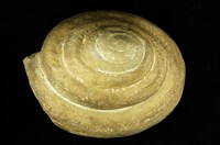 藏品(甲仙翁戎螺)的圖片